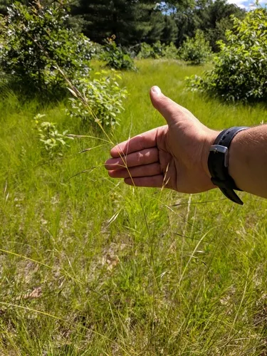 Blackseed Needlegrass