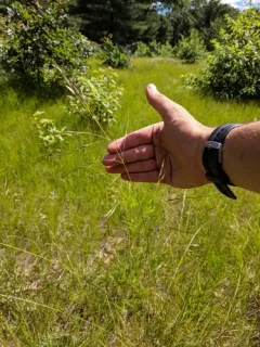 Blackseed Needlegrass thumbnail 1