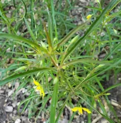 Lanceleaf Loosestrife thumbnail 3