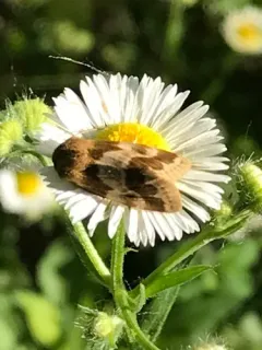 Erigeron Flower Moth thumbnail 2