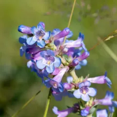 Wax-leaf Beardtongue thumbnail 2