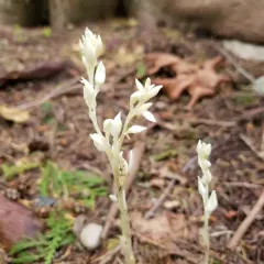 Phantom Orchid thumbnail 3