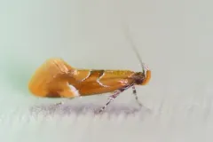 Beautiful Dafa Moth thumbnail 1