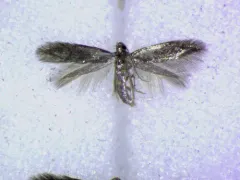 Coptotriche admirabilis thumbnail 2