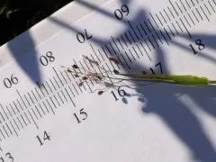 Matting Witchgrass thumbnail 4