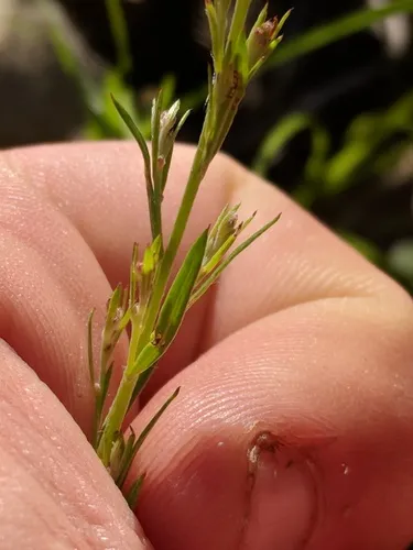 Leggett's Pinweed