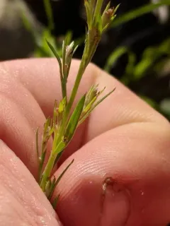 Leggett's Pinweed thumbnail 1