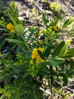 Swink's St. John's wort thumbnail 4