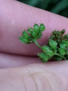 meadow-parsnip thumbnail 3