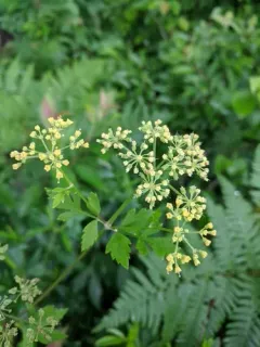 Chapman's meadow-parsnip thumbnail 4