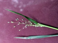 Eaton's Witchgrass thumbnail 1