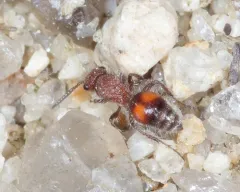 Dasymutilla canella thumbnail 2