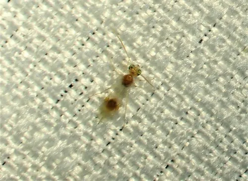 Chrysopophthorus americanus