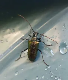 Anthophylax viridis thumbnail 3