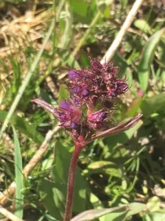 Washington Beardtongue thumbnail 3