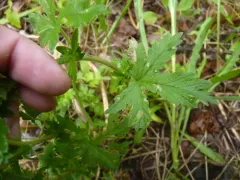 Cinquefoil Mining Sawfly thumbnail 3