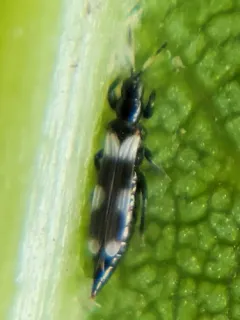 Aeolothrips versicolor thumbnail 4