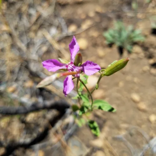 diamond clarkia