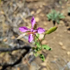 diamond clarkia thumbnail 1
