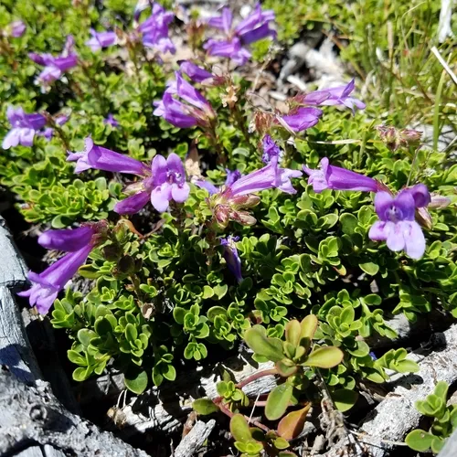 Davidson's Penstemon