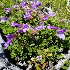 Davidson's Penstemon thumbnail 1