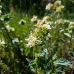 Silverleaf phacelia thumbnail 1