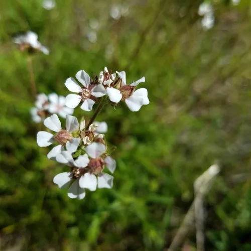 pinewoods horkelia