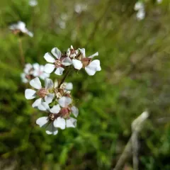 pinewoods horkelia thumbnail 1