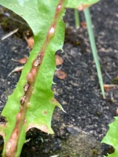 dandelion gall wasp thumbnail 3
