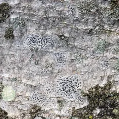 Asterisk Lichen thumbnail 4