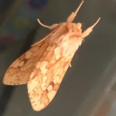 Spotted Tussock Moth thumbnail 4