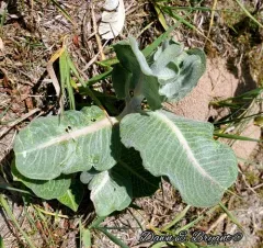 sand milkweed thumbnail 4