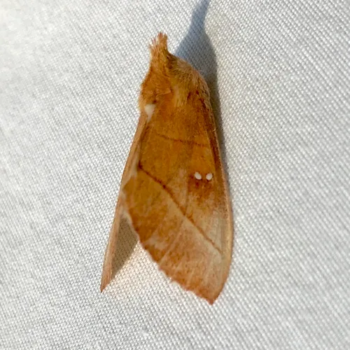 White-dotted Prominent