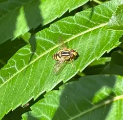 Shiny Bog Fly thumbnail 3
