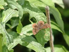 Northern Metalmark thumbnail 3