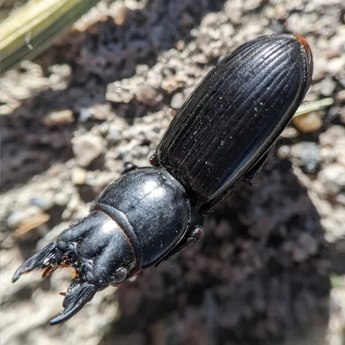 Big-headed Ground Beetle