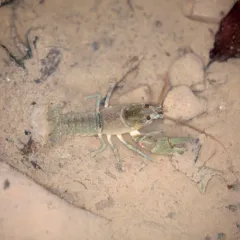 Big Water Crayfish thumbnail 4