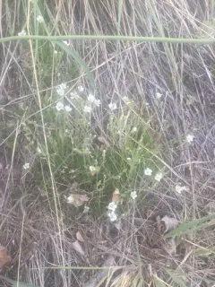 Yukon Stitchwort thumbnail 4