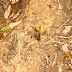 Warty Harvestman thumbnail 2