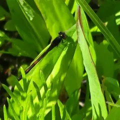 Western Red Damsel thumbnail 2