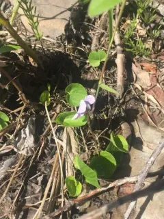 dwarf marsh violet thumbnail 3