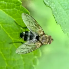 Microphthalma disjuncta thumbnail 3