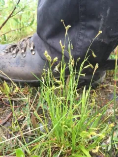 Krause's Sedge thumbnail 4