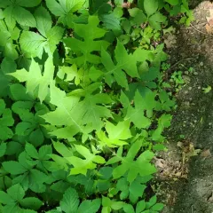 leafcup thumbnail 3