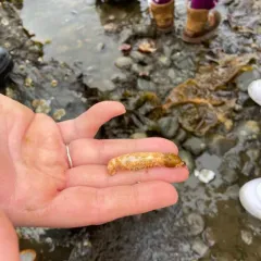 Stiff-footed sea cucumber thumbnail 3