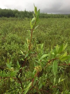 Tealeaf Willow thumbnail 2