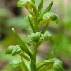 Frog Orchid thumbnail 4