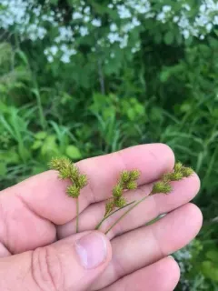 tinged sedge thumbnail 3