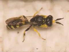 Crabro argusinus thumbnail 4