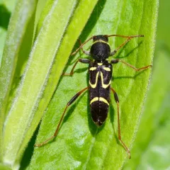Round-necked Longhorn Beetle thumbnail 4